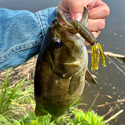 スモールマウスバスの釣果