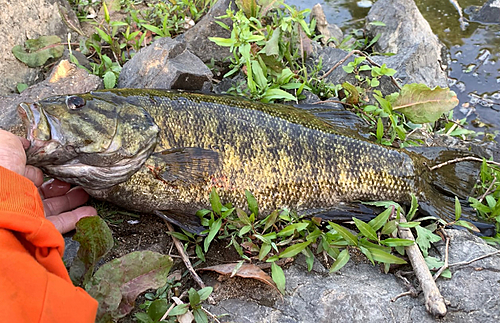 スモールマウスバスの釣果