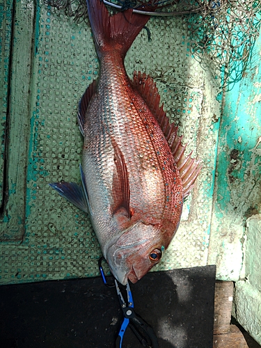 タイの釣果