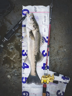 フッコ（マルスズキ）の釣果