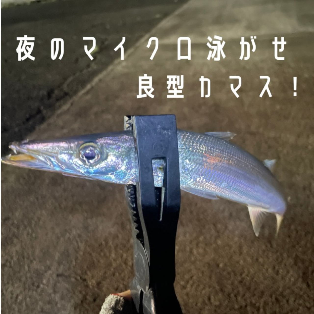 カマス