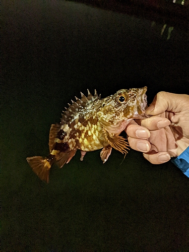 カサゴの釣果