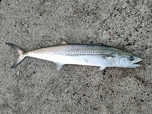 サゴシの釣果