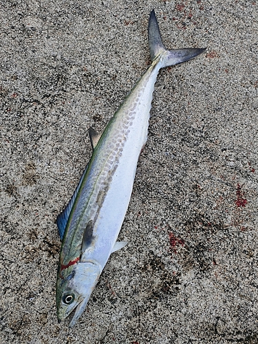 サゴシの釣果