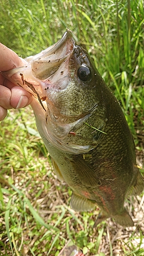 ラージマウスバスの釣果