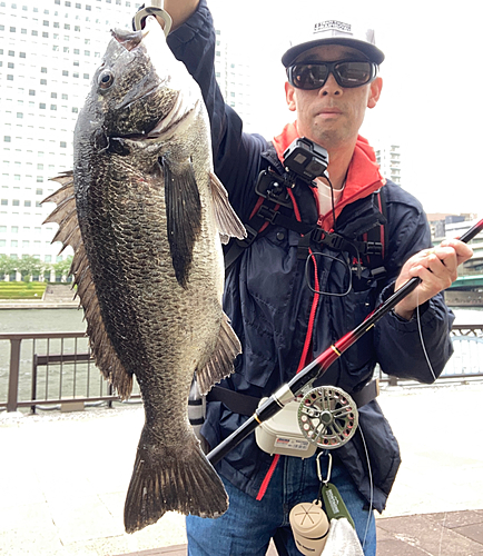 チヌの釣果