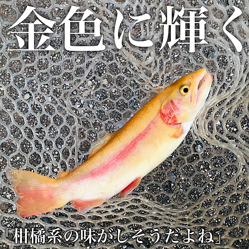 ニジマスの釣果