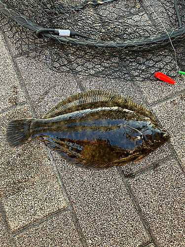 ヒラメの釣果