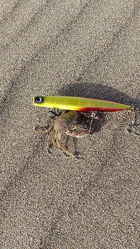 ヒラツメガニの釣果