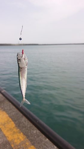 サバの釣果