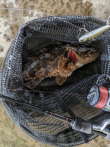 タケノコメバルの釣果