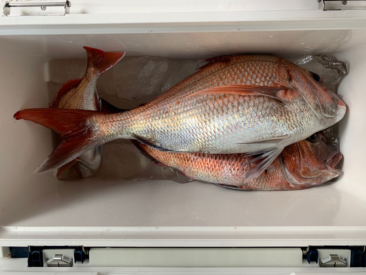 真鯛28号船さんの釣果 2枚目の画像