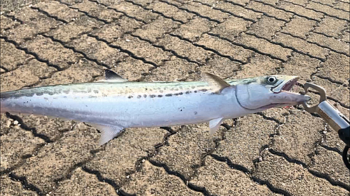 サゴシの釣果