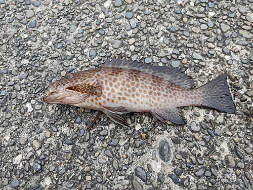 オオモンハタの釣果