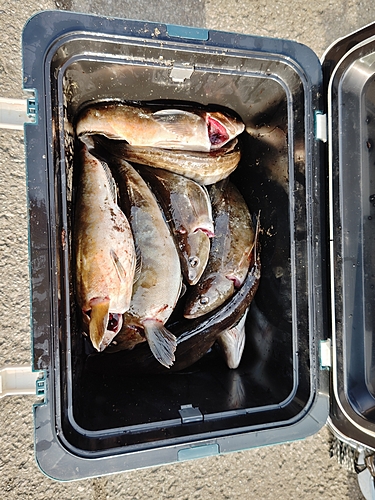 ホッケの釣果