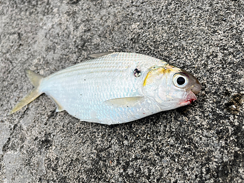 リュウキュウドロクイの釣果