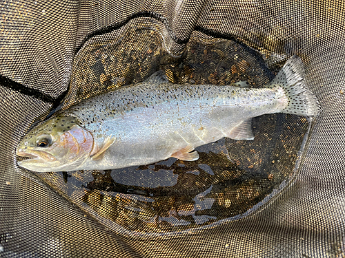 ニジマスの釣果