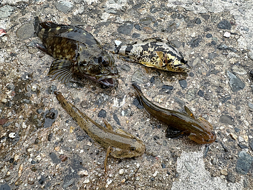 カサゴの釣果