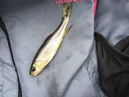 カワムツの釣果