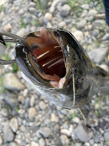 ナマズの釣果