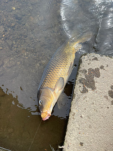 コイの釣果