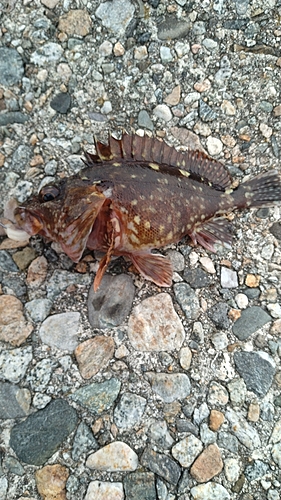 カサゴの釣果