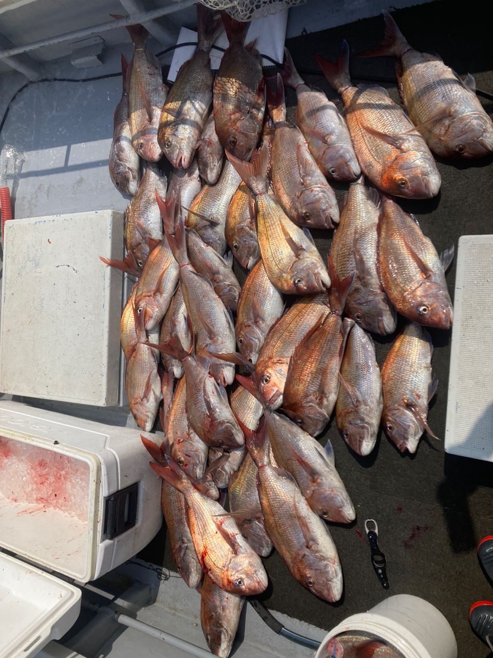 yugo yさんの釣果 2枚目の画像