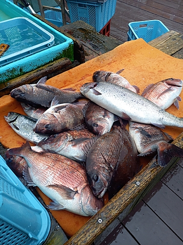 マダイの釣果