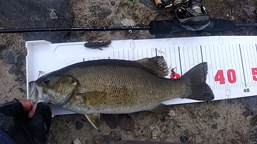 スモールマウスバスの釣果