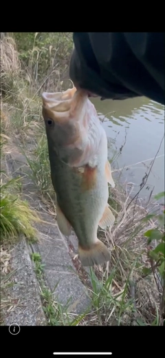 ブラックバスの釣果