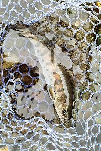 ヤマメの釣果