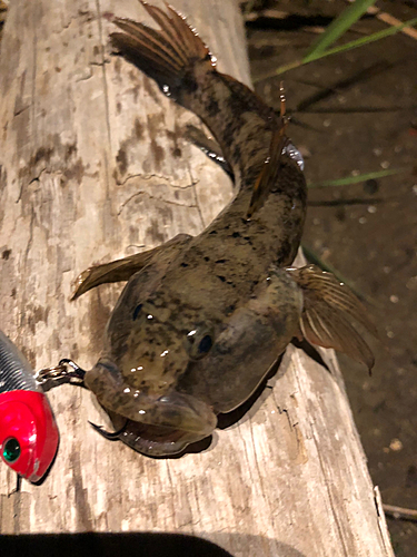 ウロハゼの釣果