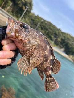 キジハタの釣果