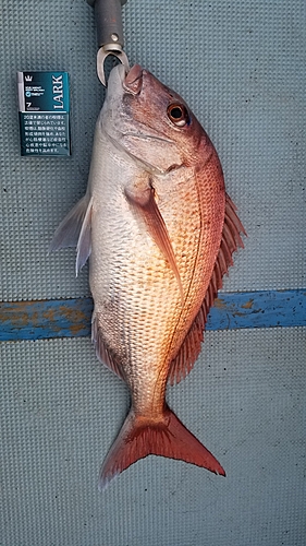 タイの釣果