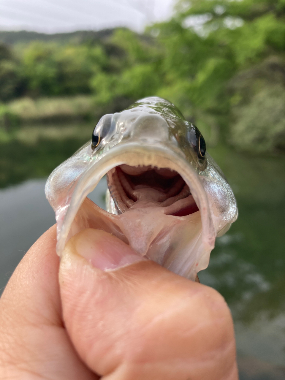 ブラックバス