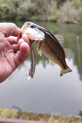 ラージマウスバスの釣果