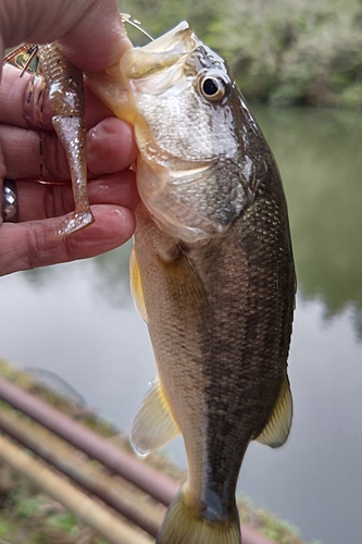 ラージマウスバスの釣果