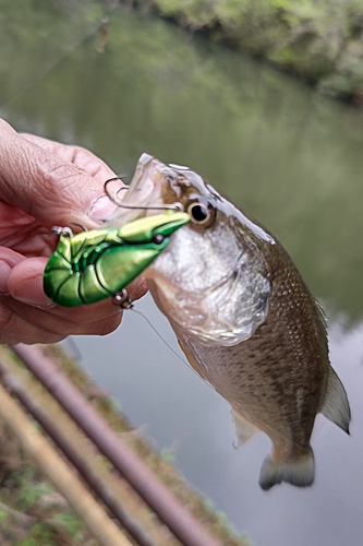 ラージマウスバスの釣果