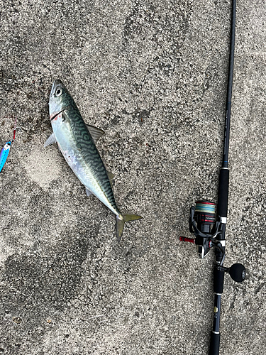 サバの釣果