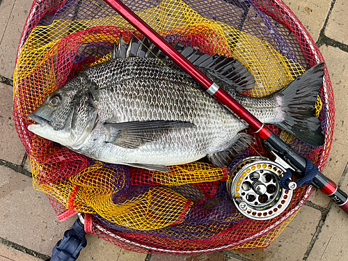 クロダイの釣果