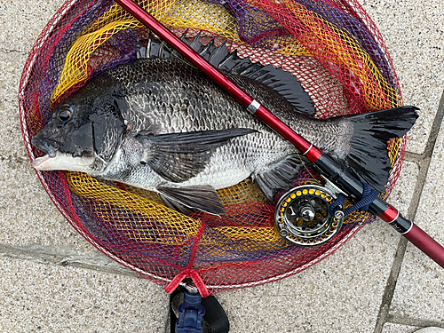 クロダイの釣果