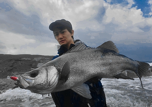 ヒラスズキの釣果