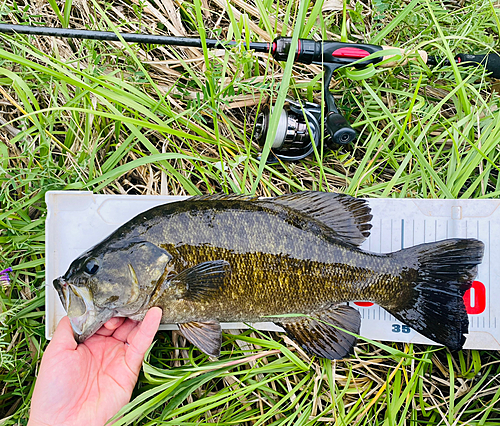 スモールマウスバスの釣果