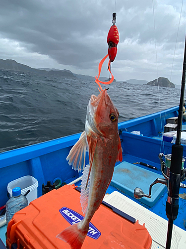 ホウボウの釣果