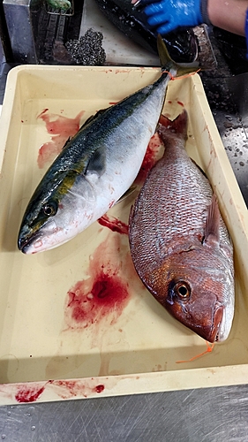 ハマチの釣果