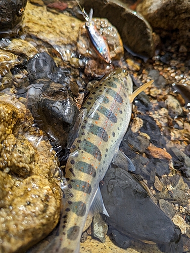 アマゴの釣果