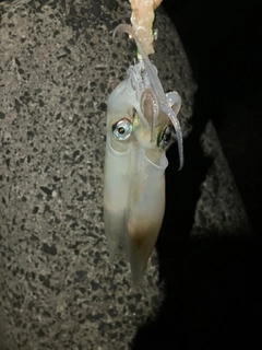 ヤリイカの釣果