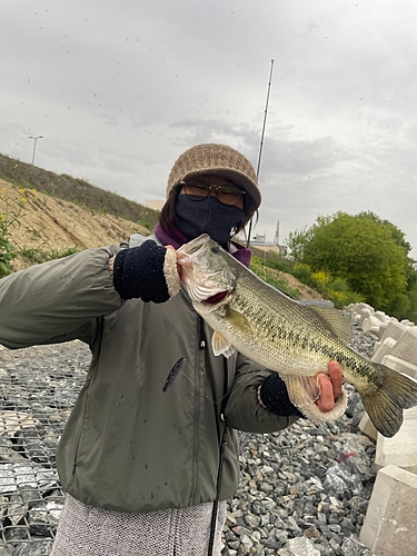 ラージマウスバスの釣果