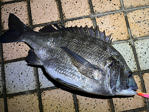 クロダイの釣果