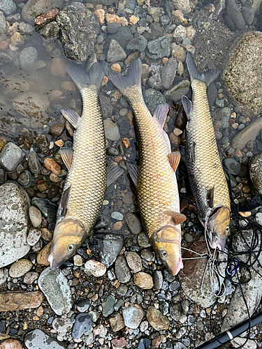 ニゴイの釣果